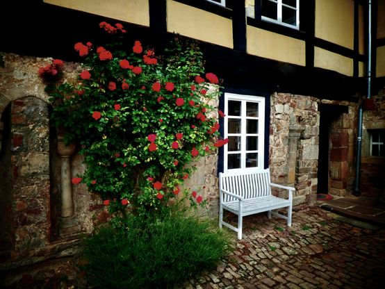 Eine weiße Bank vor einem Fachwerkhaus mit einem Sandsteinsockel, links davon ein herrlicher rotblühender Rosenstock.
