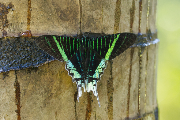 Ein großer Nachtfalter sitzt auf der Rinde einer Palme.
Die Falter erreichen eine Spannweite von bis zu sieben Zentimetern. Die Grundfärbung der Flügel ist schwarz. Sie haben mehrere blau-grün schimmernde Binden auf den Vorderflügeln. Die Hinterflügel sind bis auf den grünlichen Rand schwarz. Sie sind zu langen Schwänzen ausgezogen.
