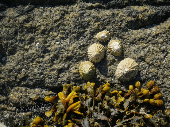 Five limpets attached to a textured rock surface above brown seaweed