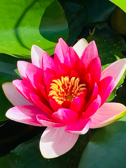 Blüte einer Seerose. Gerade aufgegangen 😍
