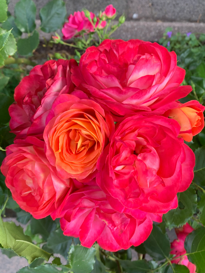 Sechs rote Rosenblüten an einem Stängel.