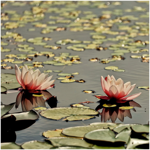 Two pink water lilies are blooming on a serene water surface, surrounded by green lily pads. The reflections of the flowers can be seen in the water.