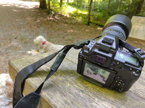 A DSLR on a wooden table in the forest with two dogs in the background (one only half visible).
On the camera screen is a brown bear taking a bath