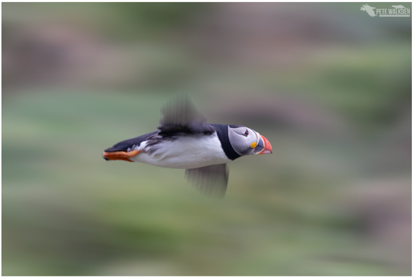 A photo of a puffin in flight, taken with a slow shutter speed to convey speed and motion. From a trip to the Isle Of Lunga, Scotland.