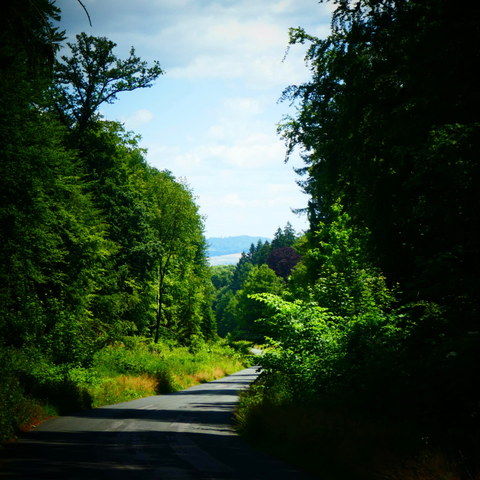 Eine Staße führt abwärts durch ein lichtes Waldgebiet. Am Horizont ein bewaldeter Höhenzug, davor Felder.