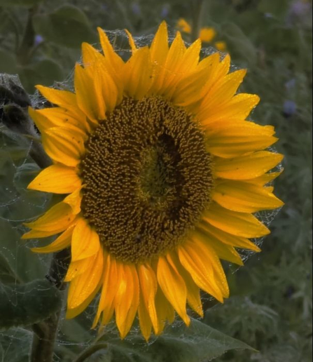 eine sehr große Sonnenblume von etwas schräg von vorn aufgenommen, ganz feine Spinnweben mit etwas Tau hängen wie feine Brücken zwischen den kräftig gelben Blütenblättern
