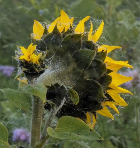 eine Sonnenblume von hinten fotografiert, so dass man den kräftig dunkelgrünen großen Blütenkelch und die dunkelgrünen Kelchblätter sieht. Diese liegen wie Schuppen übereinander und sehen aufgerauht aus durch die typisch rauhe Oberfläche.
Am Rand sind die gelben Blütenblätter zu sehen. Weiterhin ist an dem kräftigen Blütenstiel, der graugrün gefärbt und zu der großen Blüte gebogen ist, eine weitere noch geschlossene, wesentlich kleinere Blüte, die nach oben zeigt. Aus ihr ragen einige kleine, gelbe Blütenblätter hervor.
An vielen Stellen sind auch hier mit Tau bedeckte Spinnweben zu sehen.