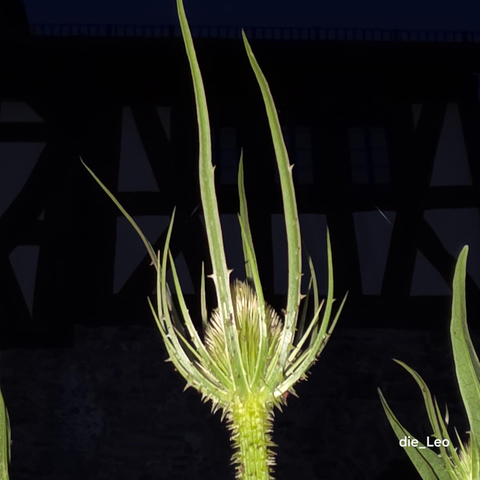 Distelknospe am späten Abend

Bud of a thistle later un the evening