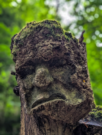 A low-angle shot of a carved wooden face, integrated into a large tree stump. The carving depicts a somber masculine face with deep-set eyes, a prominent nose, and a downturned mouth. The surface of the carving is rough and textured, and is heavily covered in green moss, especially on what would be the hair or top of the head, and also subtly around the facial features, giving it an ancient, weathered, and natural appearance. The texture of the wood is clearly visible, showing cracks and irregularities that contribute to the organic feel of the piece.

The wooden sculptures are part of the Skulpturenpfad by Thomas Rees near Freiburg.