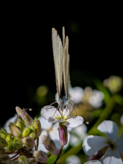 A close-up of a white butterfly, with its wings folded vertically upwards, resting on a small white flower. The butterfly's body is fuzzy and pale, with delicate antennae visible. The flower itself is part of a cluster of similar white blooms, with some buds visible in the foreground. The background is almost entirely black, creating a dramatic contrast that highlights the brightly lit butterfly and flower. 