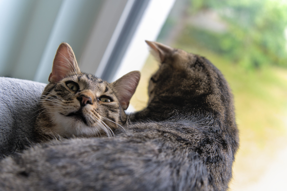 A photo of Ernie (a tabby cat) lying on top of Mini (also a tabby), with only Mini's head visible right now on the left side of the frame, looking at the camera with half open eyes, while Ernie lies belly down over the rest of Mini, with his head turned away from the camera and looking at something to the bottom left of the frame. They are both lying in the same cat bed of a scratching post.