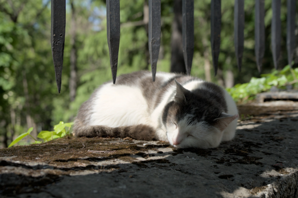 Photography of a street cat taking a nap rolled up on top of a stone wall under an iron fence. The back cat's body is exposed to the sun, the head of the cat is under the shade of the fence and the trees around.