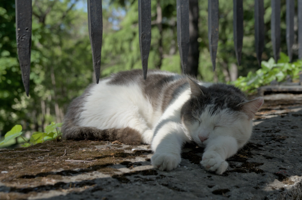 Photography of a sleepy street cat stretching its front legs towards the camera while laying down on top of a stone wall under an iron fence. The back cat's body is exposed to the sun, the head and the front legs of the cat are under the shade of the fence and the trees around.