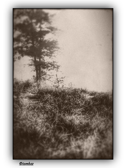 The photo, shot on film in a vintage style, captures a fragment of a hillside covered in delicate, unevenly growing grass, softly rippling in a gentle breeze. In the left part of the frame, atop the rise, stands a solitary tree with a wide crown. The details of its branches and leaves are difficult to distinguish due to intentional blurring, which lends the photograph a dreamlike, almost impressionistic character. The color palette is warm, dominated by sepia tones with a subtle golden hue, enhancing the sense of nostalgia and giving the image an atmosphere of tranquility and reflection. The light is soft and diffused — captured during the golden hour — which causes the contours of the landscape to gently blend, and the boundaries between earth, sky, and tree to become fluid. The entire scene evokes a memory-like frame — fleeting, intimate, and timeless.
