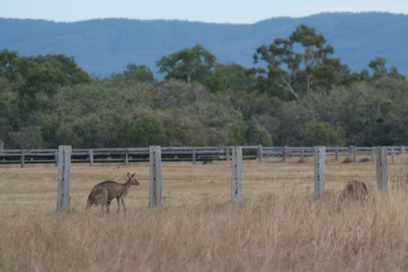 A pair of kangaroos in brown grass with a fence and trees in the background.