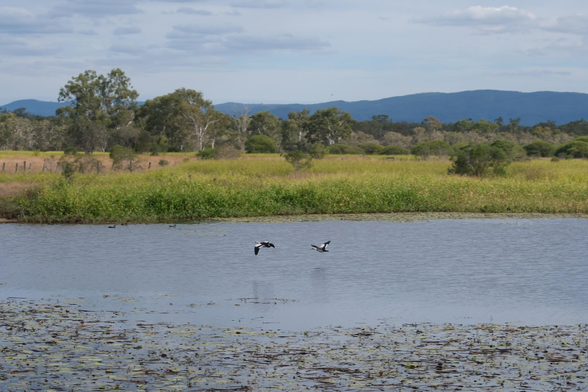 A pair of duck flying over the wetlands.