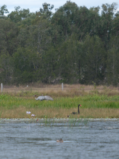 A pair of Brolga in the distance. Slightly closer is a black swan.