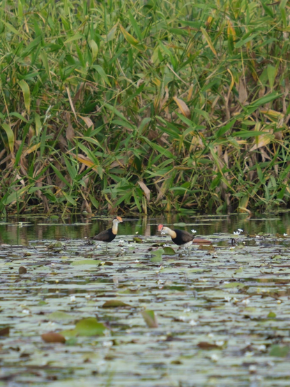 A pair of wading birds in the lilies. 