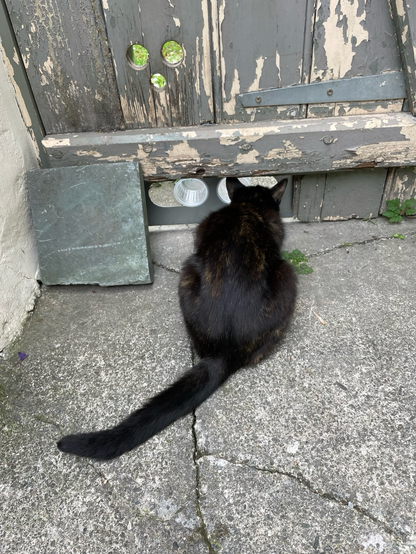 Cat peeping out through specially created windows for her