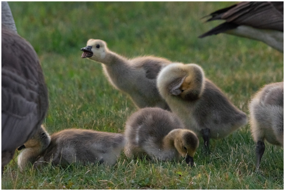 A photo of baby Canada geese. There are five goslings, one of which is not completely in the frame. One is lying down, one is eating grass, one is preening. The one that is the main subject of the photo appears to be squawking, its beak open and neck stretched out. The geese parents are just visible on the edges of the frame. Green grass is the only thing in the foreground and background.