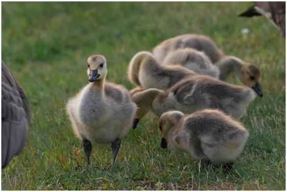 A photo of five baby Canada geese. Four have their heads down eating grass but the fifth is standing up facing toward the camera. The goslings are probably 2-3 weeks old, so they are no longer tiny babies but still very fuzzy looking. The background is green grass.