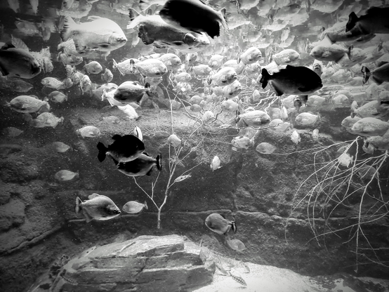 piranhas in an aquarium exhibit