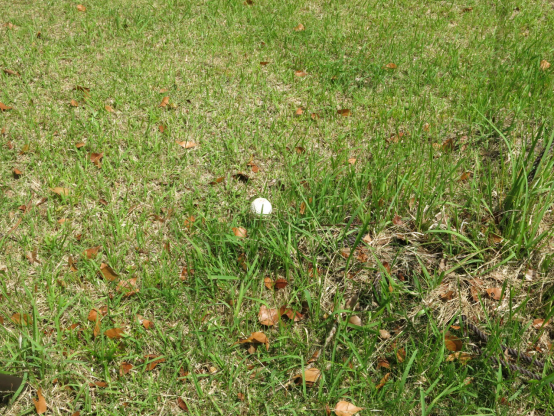 白くて丸いものが芝生の上にある