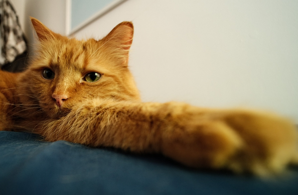 Ultra wide angle photo of an orange cat with a paw reaching forward.