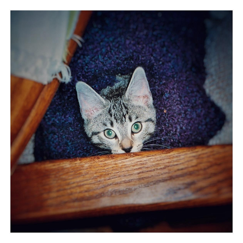 Picture taken from an overhead angle of a little gray tabby kitten looking up at the camera. He’s peeking out from under a knitted purple blanket to show off his dark forehead markings, wide-open green eyes, and pinkish ears, which are still too big for his head. The blanket is on an upholstered chair that’s partially hidden under a dining table with a placemat on top. His mouth is obscured by the chair’s wooden armrest. You guys, Max was just the cutest little boy.