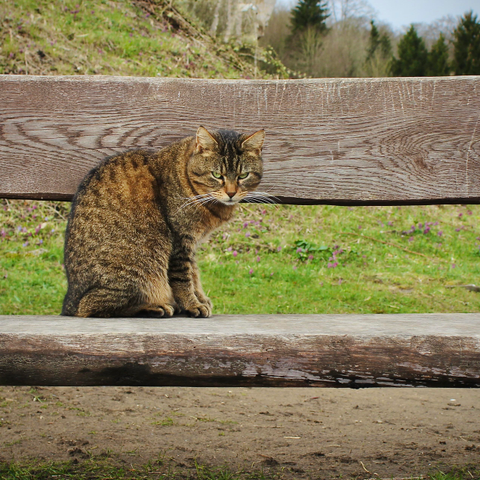 das quadratische bild zeigt eine getigerte katze, die auf einer hölzernen bank sitzt. die katze ist braun und grau getigert und hat grüne augen. sie schaut grimmig und wirkt etwas misstrauisch.
im hintergrund ist ein hügel mit einem wald dahinter zu sehen.
die bank aus dunklem holz unterteilt das bild in horizontale ebenen: oben hintergrund, dann die rückenlehne der bank, dann wieder hintergrund, dann die sitzfläche der bank und zuletzt wieder hintergrund.