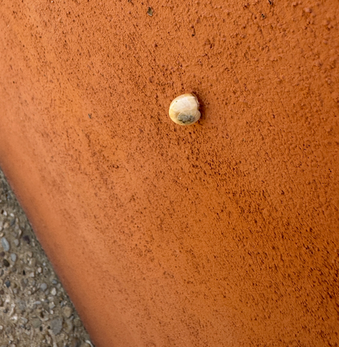 Eine weiße Schnecke klebt an einer terracottafarbenden Wand