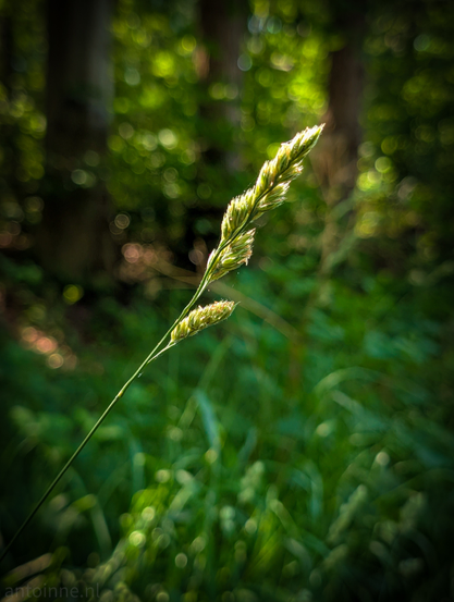 A single, slender stalk of grass, standing prominently in the foreground. The seed head itself is elongated and somewhat bristly, catching the light beautifully with a golden-green hue. There's a smaller, less developed seed head visible lower down on the same stalk. The background is softly blurred, creating a bokeh effect with circular specks of light.