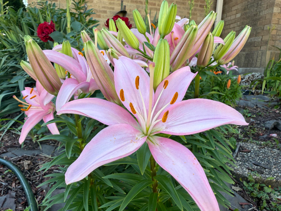 A cluster of light pink lilies with prominent orange stamens blooming in a garden bed. The flowers are surrounded by green foliage and unopened buds, with a background of a brick house and other red and orange flowers.