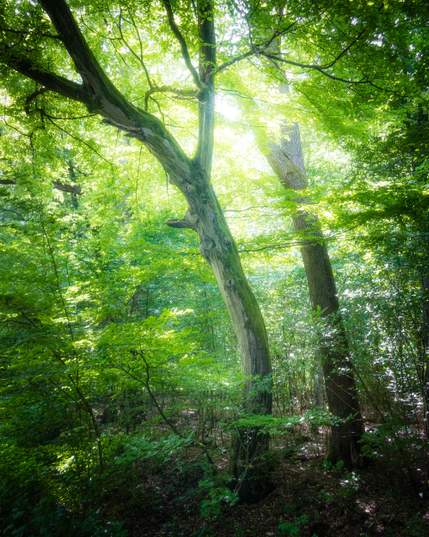 Two trees, leaning slightly to the left, are surrounded by green leaves through which the sun shines from behind in the direction of the viewer.