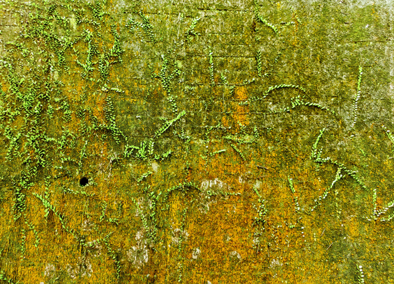 Overgrown wall at the side of a street.