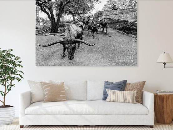 A black and white photograph of the long horn steer bulls at Pioneer Plaza early in the morning in downtown Dallas, Texas @fineartamerica 
https://5-jennifer-white.pixels.com/featured/looking-down-dallas-bull-run-grayscale-jennifer-white.html
#buyintoart #photography #wallart #artforsale #homedecor
