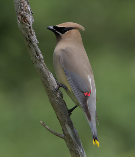 Cedar waxwing viewed in profile, perched on a barren, almost-vertical branch.