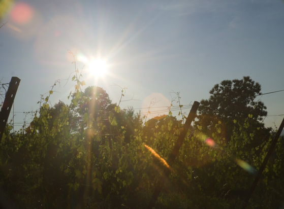 Sunflairs in front of wine