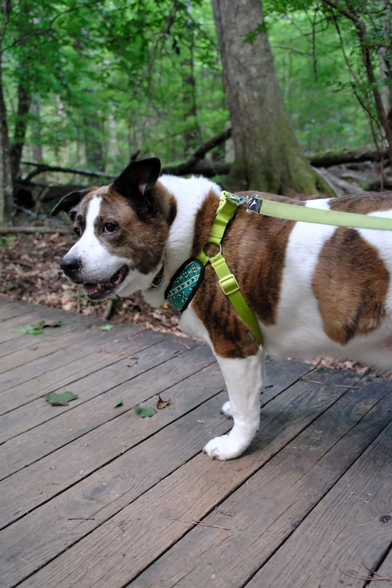 A white and brown dog standing on a small wooden boardwalk in the woods of a park, looking toward the left side of the screen