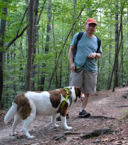 A man in a blue shirt and with an orange cap standing on a park trail in the woods, with his white and brown dog