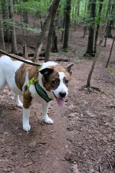 A white and brown dog standing on a park trail in the woods with his tongue hanging out, looking at the camera