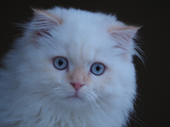 Fast weißes, flauschiges Kätzchen mit blauen Augen sieht direkt in die Kamera.
