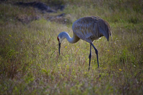 A Sandhill Crane adult standing in a wild green field with its beak pointed toward the ground.