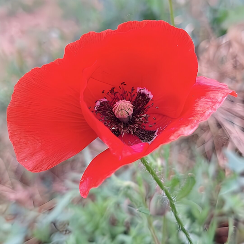 A vibrant, scarlet poppy in close-up. Its delicate, papery petals unfurl gracefully, revealing a dark, almost black center. Within this central area, you can see numerous stamens with light-colored tips clustered around the pistil. The background is softly blurred.