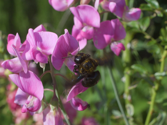 wild bee landing on a flower