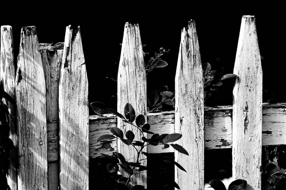 A high contrast black and white picture of a white wood picket fence with peeling paint. The background is mostly black with only a few leaves seen and some plants growing in front of the fence.