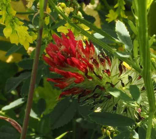Inkarnat-Klee,
Trifolium incarnatum,
Rote Blüte in grüner Wiese.