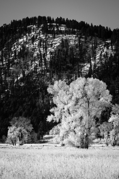 Trees covered in frost, in front of Blacktail Butte, near Mormon Row, Grand Teton National Park.