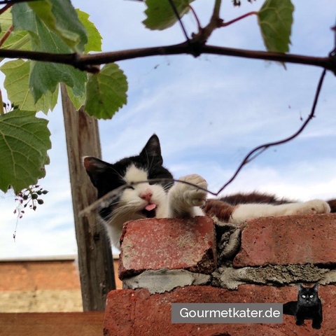 Kater auf Mauer
