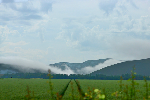 Looking down the tractor lines in a wheat field toward some hills, low clouds sit between the hills 